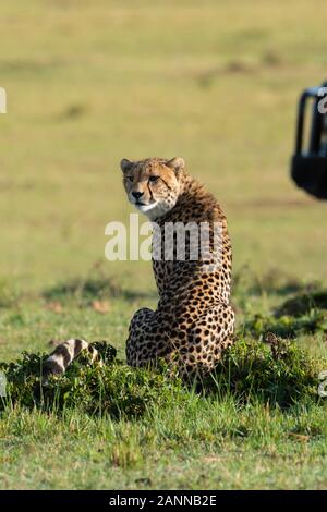 Un ghepardo solitario che cammina nelle pianure dell'Africa all'interno Della Riserva Nazionale di Masai Mara durante un safari della fauna selvatica Foto Stock