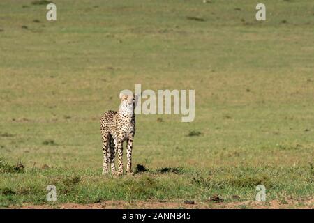 Un ghepardo solitario che cammina nelle pianure dell'Africa all'interno Della Riserva Nazionale di Masai Mara durante un safari della fauna selvatica Foto Stock