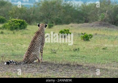 Un ghepardo solitario che cammina nelle pianure dell'Africa all'interno Della Riserva Nazionale di Masai Mara durante un safari della fauna selvatica Foto Stock