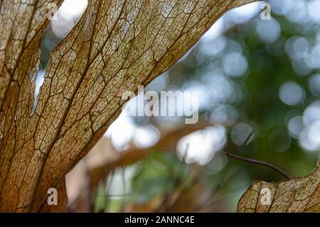 Immagine di una pianta morta parte da elkhorn fern (Platycerium bifurcatum) - messa a fuoco selezionata - sfondo sfocato Foto Stock
