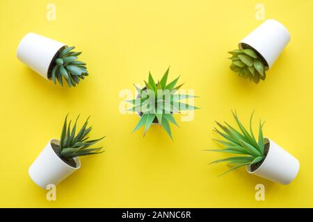 Vista dall'alto di differenti tipi di piante in vaso riassunto il giallo. Foto Stock