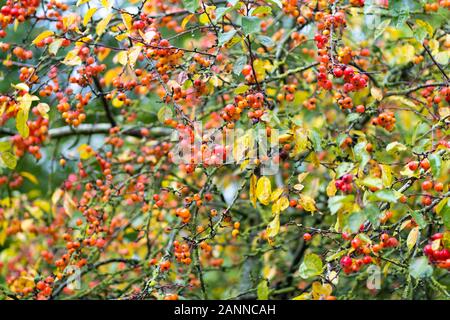 Ornamentali in albero di mele con mele, Malus Everest in autunno Foto Stock