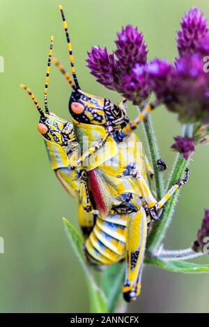 Close up di cavallette di accoppiamento (Zonocerus elegans) su un imporpori fiore, Drakensberg, Sud Africa Foto Stock