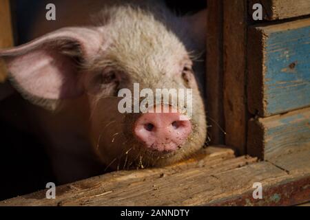 Un maialino con un naso rosa, un maialetto fa capolino di una casa su un allevamento di suini in attesa di cibo per la vacanza Foto Stock