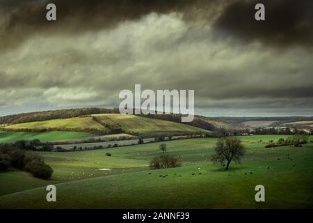 Luce del sole che si muove attraverso colline ondulate e campi nella campagna inglese con bestiame che circonda gli alberi, il sud down parco nazionale, Hampshire Foto Stock
