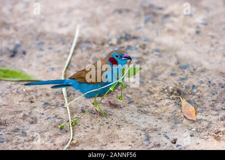 Rosso-cheeked Cordon Bleu Finch (Uraeginthus bengalus), Aksum, Etiopia Foto Stock