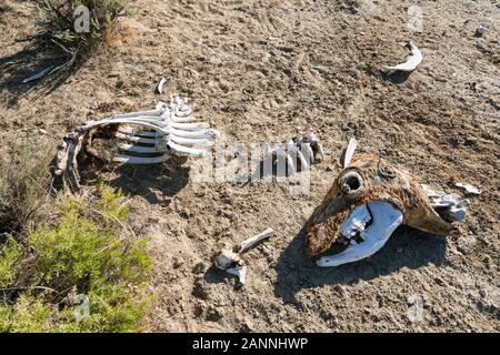Mucca morta sul sentiero Continental Divide vicino a Rawlins, Wyoming, USA Foto Stock