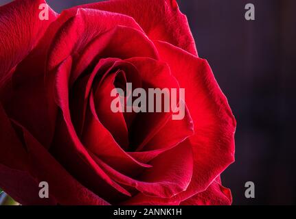 Macro di una rosa rossa contro uno sfondo scuro Foto Stock