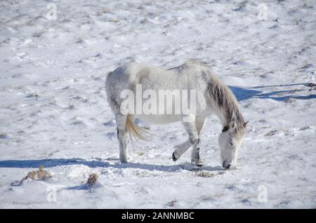 Cavallo bianco sulla neve – Grazia – Eleganza Foto Stock