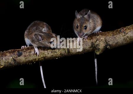 Apodemus sylvaticus Foto Stock