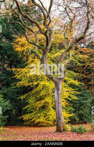 Rosso Giallo e verde colorfull Foglie di autunno NEL REGNO UNITO. Foto Stock