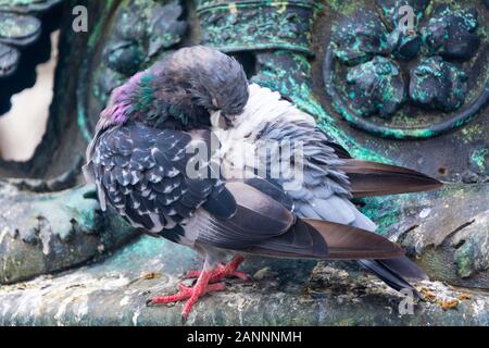 Città Pigeon preens close up Foto Stock