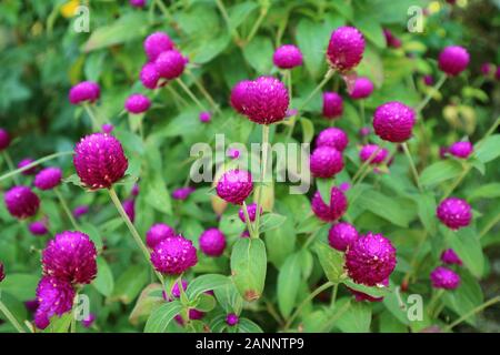 Vivid color porpora Globo di rosa fiori di amaranto tra vibranti fogliame verde Foto Stock