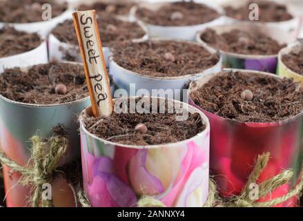 Lathyrus odoratus 'cimelio di famiglia mescolati'. La semina di pisello dolce semi in vasi di carta in autunno, con plastica libera rifiuti zero ramoscello etichetta. Regno Unito Foto Stock