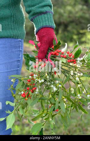 Viscum album e di Ilex. Rametti di vischio e agrifoglio raccolti nella campagna inglese per la realizzazione in una naturale decorazioni di Natale Foto Stock