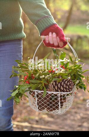 La raccolta naturale Natale decorazioni - vischio, agrifoglio e pigne - in un cestello nel tardo pomeriggio di sole invernale. Regno Unito Foto Stock