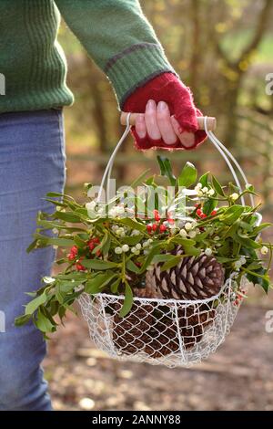 La raccolta naturale invernale decorazioni - vischio, agrifoglio e pigne - in un cestello nella campagna inglese. Regno Unito Foto Stock