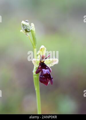 Primo piano sul fiore di un'orchidea Fly Ophrys insettifera Foto Stock