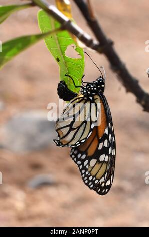 La farfalla monarca Danaus plexippus appena hatched dai pupae Foto Stock