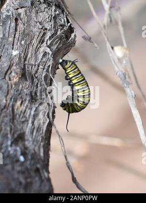 Monarch farfalla caterpillar appeso da un ramoscello pronto a marinare Foto Stock