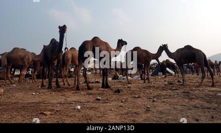 Cammelli alla fiera Pushkar. Rajasthan, India, Novembre 2019 Foto Stock