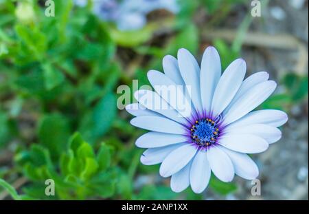 Fiore bianco cape daisy centro blu osteospermum asteraceae closeup view all'aperto Foto Stock