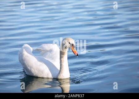 Il muta bianco galleggia in acqua ondulata. Foraging swan nuoto avanti nel mezzo dell'acqua. Gocce sulla testa bagnata. Sfondo uniforme. Foto Stock