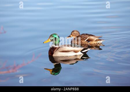 Coppia di anatre di mallard che nuotano in acqua. Fauna, maschio difende la femmina. Foto Stock