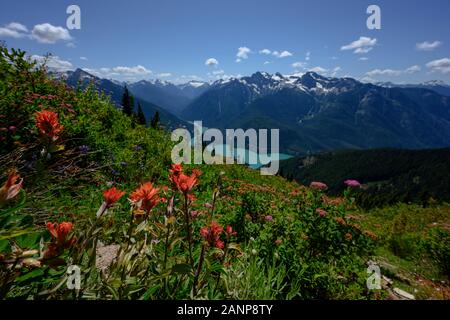 Fiori Selvatici lungo il pendio della montagna su Diablo lago nel North Cascades Foto Stock
