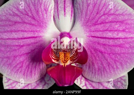 Close up macro fotografia di una fioritura di fiori di orchidea Foto Stock