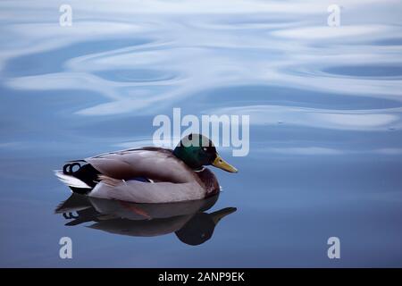 Anatra addormentata galleggiante in acqua calma. Splendida silhouette di Mallard Duck al lago che si riflette in acqua scura. Profilo maschio con occhi chiusi. A. Foto Stock