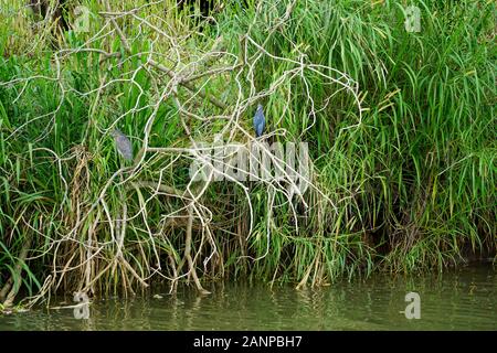 La fauna selvatica , gli uccelli e gli animali lungo il fiume Tarcoles in Puntarenas, Costa Rica, America Centrale, crociera sul fiume per turisti, Foto Stock