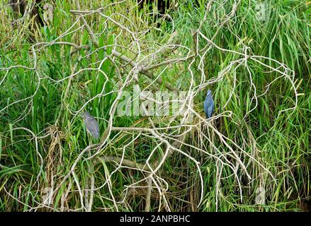 La fauna selvatica , gli uccelli e gli animali lungo il fiume Tarcoles in Puntarenas, Costa Rica, America Centrale, crociera sul fiume per turisti, Foto Stock