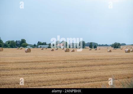 Round le balle di paglia dopo la raccolta in un grande campo durante il giorno. Foto Stock