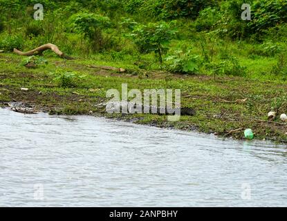 La fauna selvatica , gli uccelli e gli animali lungo il fiume Tarcoles in Puntarenas, Costa Rica, America Centrale, crociera sul fiume per turisti, Foto Stock