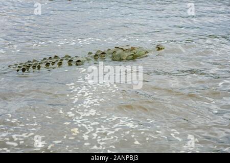 La fauna selvatica , gli uccelli e gli animali lungo il fiume Tarcoles in Puntarenas, Costa Rica, America Centrale, crociera sul fiume per turisti, Foto Stock