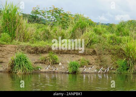 La fauna selvatica , gli uccelli e gli animali lungo il fiume Tarcoles in Puntarenas, Costa Rica, America Centrale, crociera sul fiume per turisti, Foto Stock