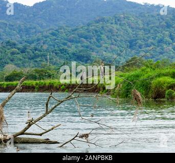 La fauna selvatica , gli uccelli e gli animali lungo il fiume Tarcoles in Puntarenas, Costa Rica, America Centrale, crociera sul fiume per turisti, Foto Stock