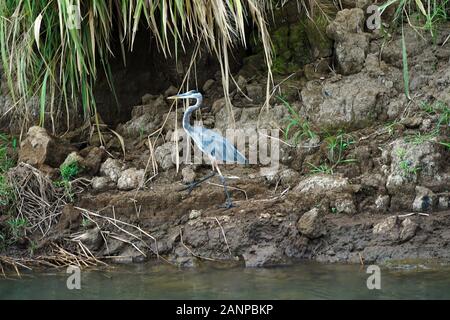 La fauna selvatica , gli uccelli e gli animali lungo il fiume Tarcoles in Puntarenas, Costa Rica, America Centrale, crociera sul fiume per turisti, Foto Stock