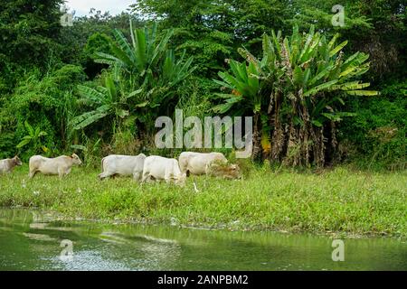 La fauna selvatica , gli uccelli e gli animali lungo il fiume Tarcoles in Puntarenas, Costa Rica, America Centrale, crociera sul fiume per turisti, Foto Stock