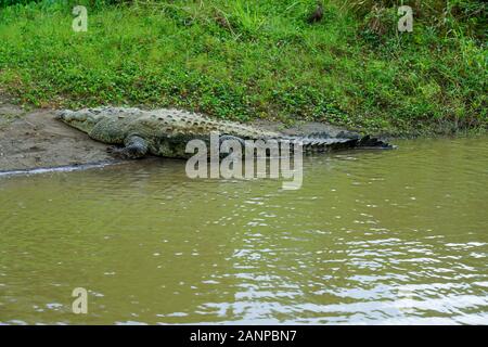 La fauna selvatica , gli uccelli e gli animali lungo il fiume Tarcoles in Puntarenas, Costa Rica, America Centrale, crociera sul fiume per turisti, Foto Stock