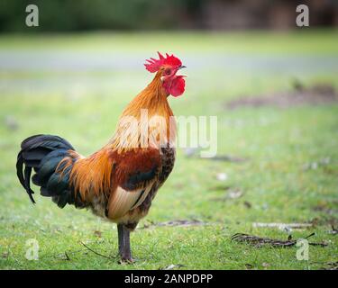 Wild gallo colorato incoronazione a molle occidentale lakeside park Foto Stock