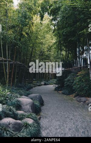 Percorso in Bamboo Garden Foto Stock