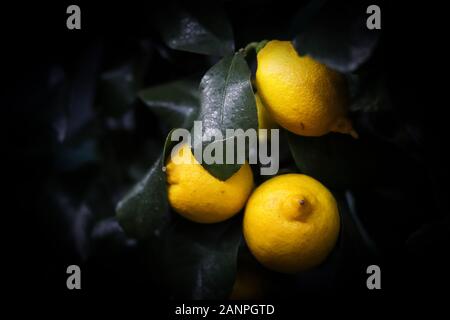 Limoni freschi su sfondo scuro. Limone maturo di arbusti con foglie verdi. Fresche e mature concetto lepon. Foto Stock