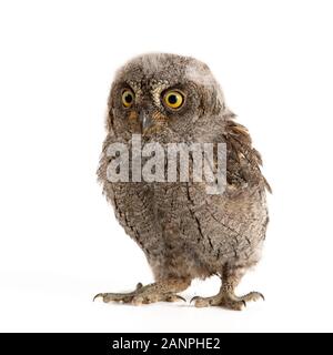 Unione assiolo (Otus scops) isolato su sfondo bianco. Foto Stock