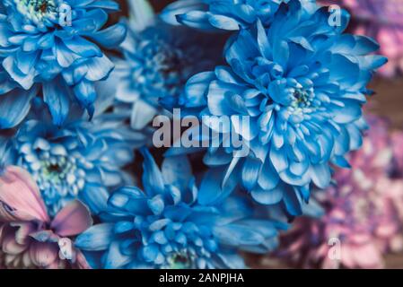 Viola, blu e rosa crisantemo. Un bouquet di crisantemi. Crisantemo Fiore Close up Foto Stock