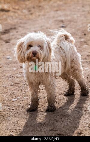 Tibetan Terrier cane in esecuzione su una centrale di Colorado Ranch; USA Foto Stock