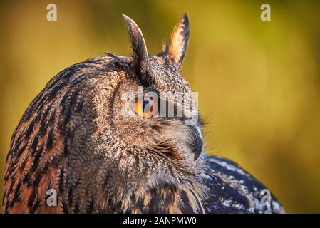 Primo piano di una Eagle-Owl eurasiatica (Bubo bubo) Foto Stock