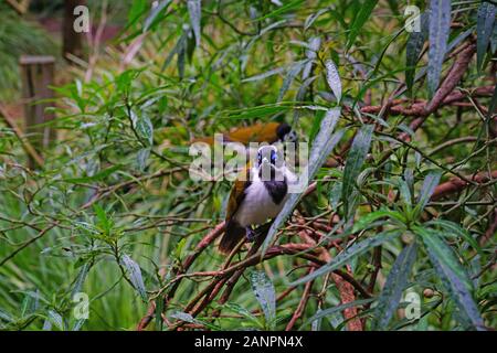 Vista di un Blu-di fronte honeyeater bird (Entomyzon cyanotis), noto anche bananabird, Foto Stock