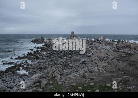 Cormorani e pinguini sulle rocce della costa Foto Stock